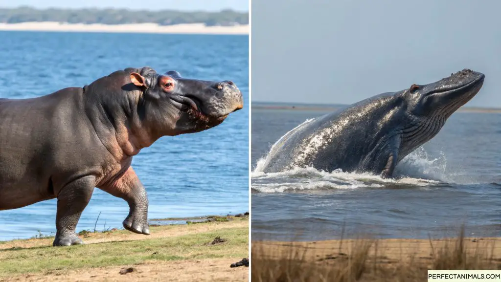 What is the Closest Living Relative to the Daeodon? Modern hippopotamus in water, peaceful scene showing surprising evolutionary connection