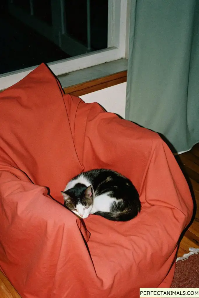 Domestic cat sleeping curled up in sunny window spot, extremely comfortable