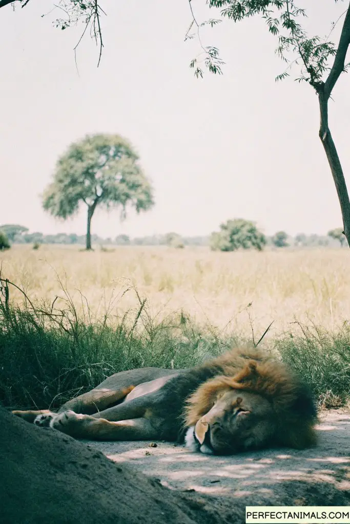 Male lion sleeping in shade with full mane, completely sprawled out