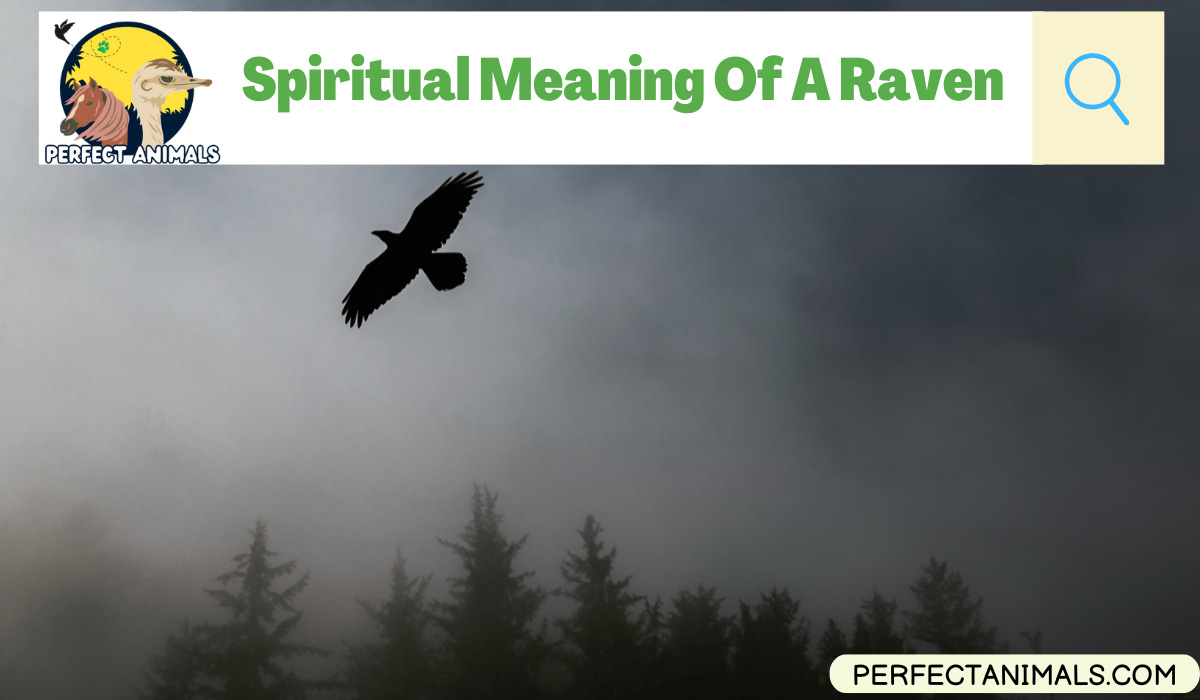 Spiritual Meaning Of A Raven