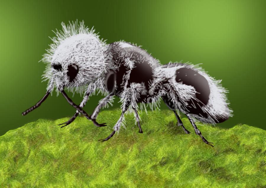 The Panda Ant